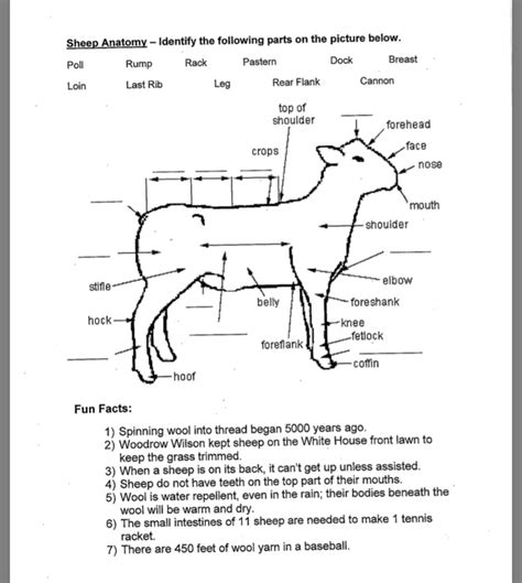 Solved Sheep Anatomy - Identify the following parts on the | Chegg.com