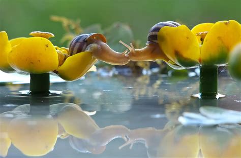 Magical World Of Snails Captured In Macro Photography By Vyacheslav ...