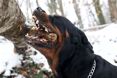 biting rottweiler | Stock image | Colourbox