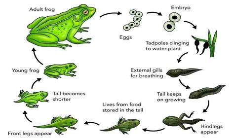 The life cycle of a frog