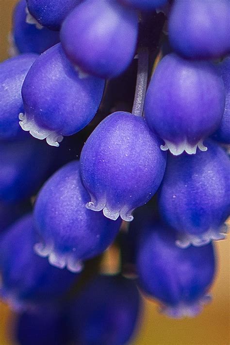 Grape Hyacinth : r/gardening