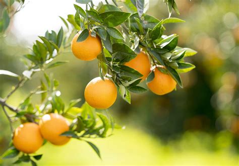 16 Common Citrus Fruit Trees