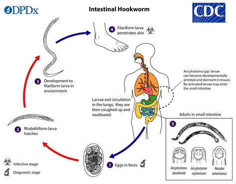 Horsehair Worm Life Cycle