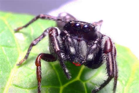 jumping-spider-fangs | manszar | Flickr