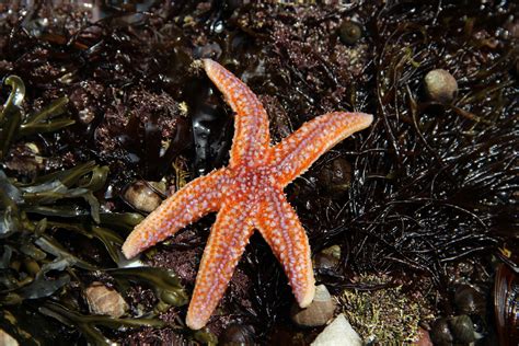 Creature Feature: Sea Stars (U.S. National Park Service)