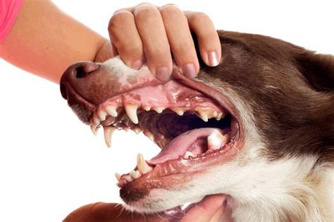 Dog Dental Disorder | Canine Periodontal Disease | Bad breath in dogs ...