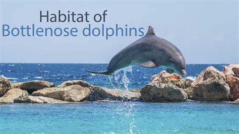 What Kind of Habitat does a Bottlenose Dolphin Live in? - YouTube