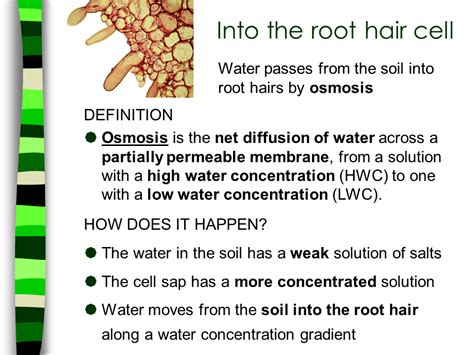 Root Hair Cell Diagram Easy