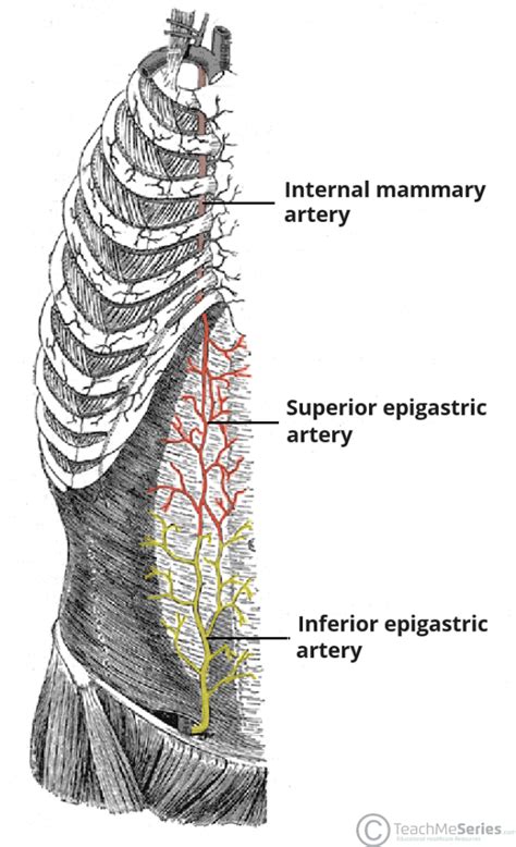 Superior Epigastric Artery - Course - Supply - TeachMeAnatomy