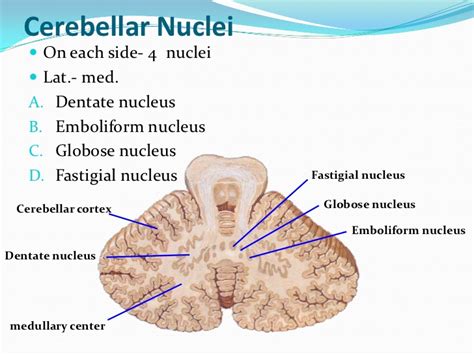 nucleus fastigii – Liberal Dictionary