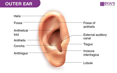 Diagram of Outer ear - Pinna, Ear canal