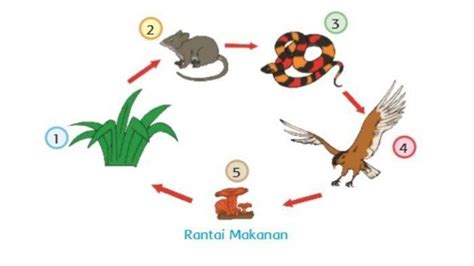 Apa Itu Rantai Makanan dan Bagaimana Cara Kerjanya - Tribunlampung.co.id