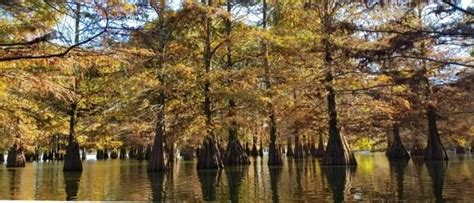 Lake Chicot State Park: A “C” of Discovery | Arkansas State Parks