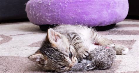 Kitten Teething: Symptoms &Treatment | Zoetis Petcare