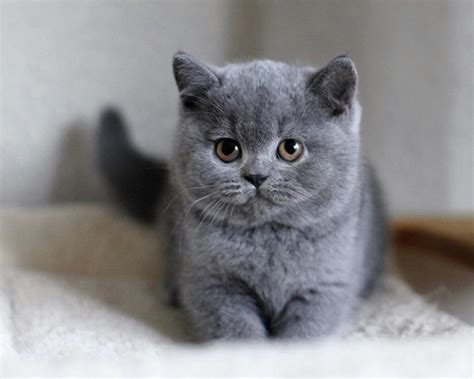 British Shorthair: 7 Reasons To Own This Cat Breed - Irish Boxing