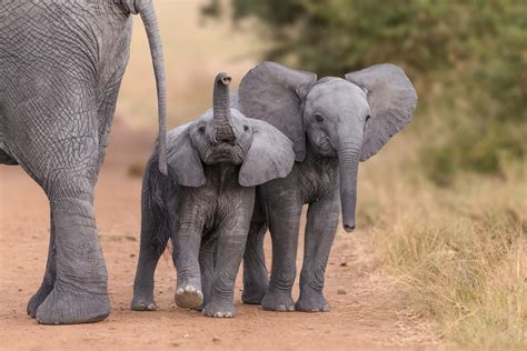 Zimbabwe rips 35 baby elephants from their mothers for export to ...