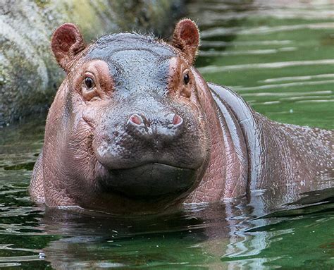 Hippo | San Diego Zoo