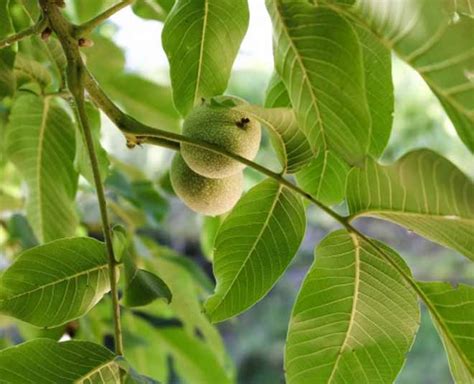 Your Guide To Use Guava Leaves For Common Skin Problems | HerZindagi