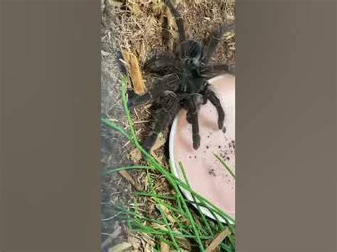 Goliath Spider after molting 😻🙀 - YouTube