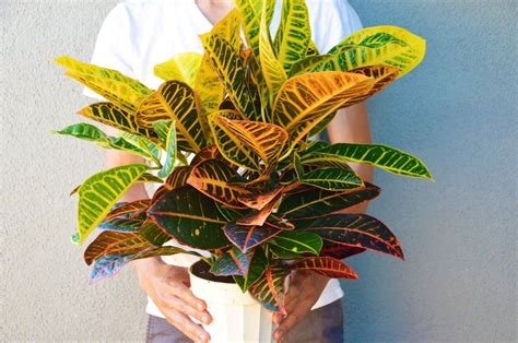 Colorful House Plant - JacquelynEllis