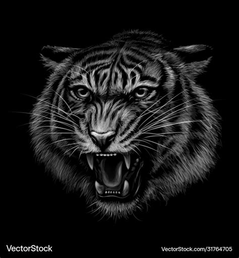 Black And White Tiger Images