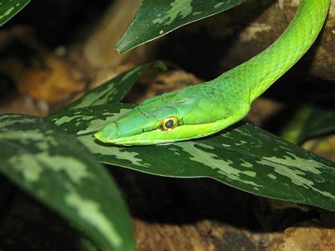 Snake - Green Vine Snake Information for Kids