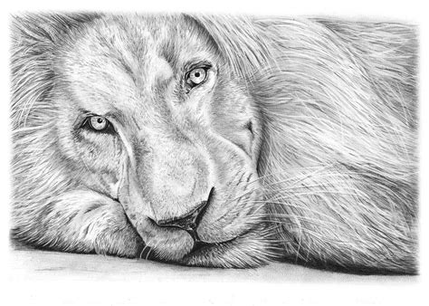 Lion Pencil Drawing: Original Graphite Pencil Drawing ...