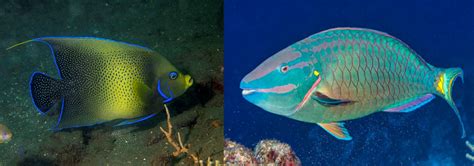 New Species Added to the Marine Fish Egg Catalog - The Open Source ...