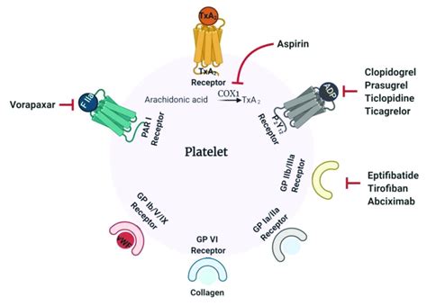 Mechanism Of Action Of Antiplatelet Drugs