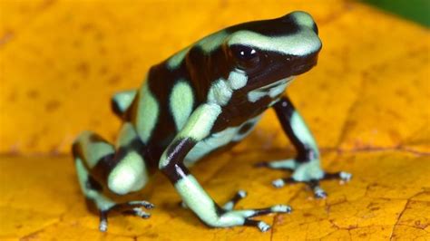 Predators of the Poison Dart Frog - FrogPets