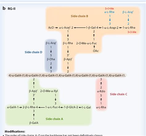 [PDF] Evolving views of pectin biosynthesis. | Semantic Scholar