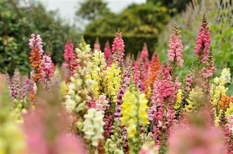 How to Grow and Care for Snapdragon Plants