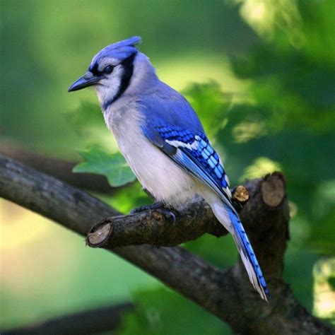 Chara azul (Cyanocitta cristata) observado por greenman37 07:44 PM UTC ...