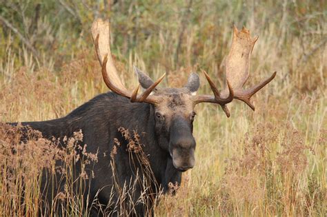 Life after loss: the importance of moose antlers