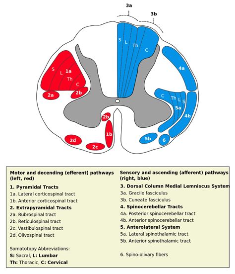 Vestibulospinal Tracts Facts | Anatomy, Location, Pathology & Summary