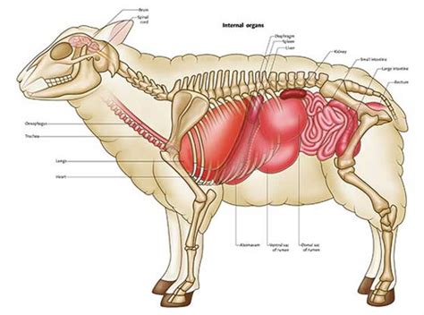 PNG Sheep Pluck Dissection | Moline Public Library