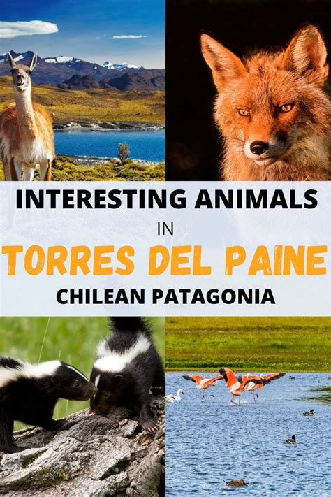 13 crazy birds and animals in Torres del Paine(and Patagonia)