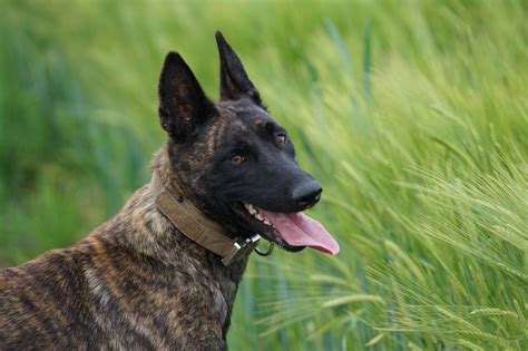 What Do Police K9 Dog Breeds Do?