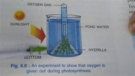 Experiments for photosynthesis (Part:-2)... - YouTube