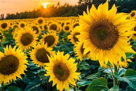 U-Pick Sunflower Fields in Southern California - SoCal Field Trips