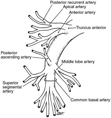 Right pulmonary artery branches | Arteries, Pulmonary, Radiology student