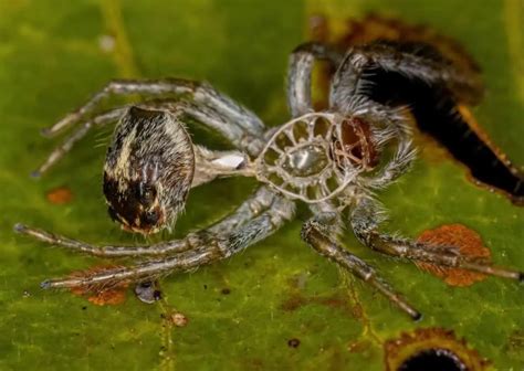 Jumping Spider Behavior - AnimalBehaviorCorner