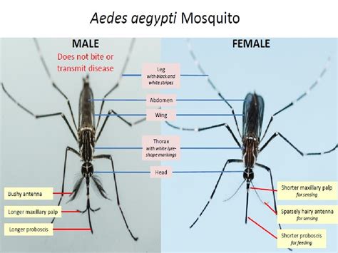 Gambar Nyamuk Aedes Aegypti Beserta Bagiannya – pulp