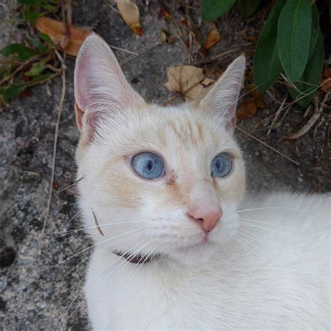 Ojos Azules cat - Characteristics and character - Cat breeds