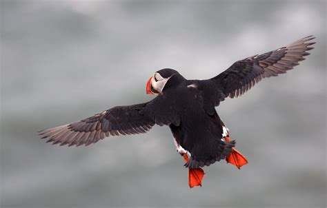 J77A1413 -- Flying Puffin | Flying birds images, Puffins bird, Bird