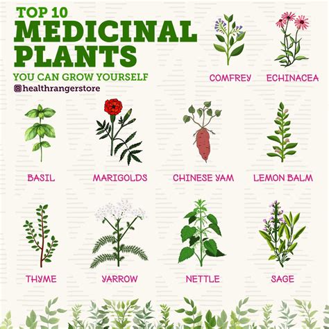 Start cultivating your medicinal garden today with these powerful ...