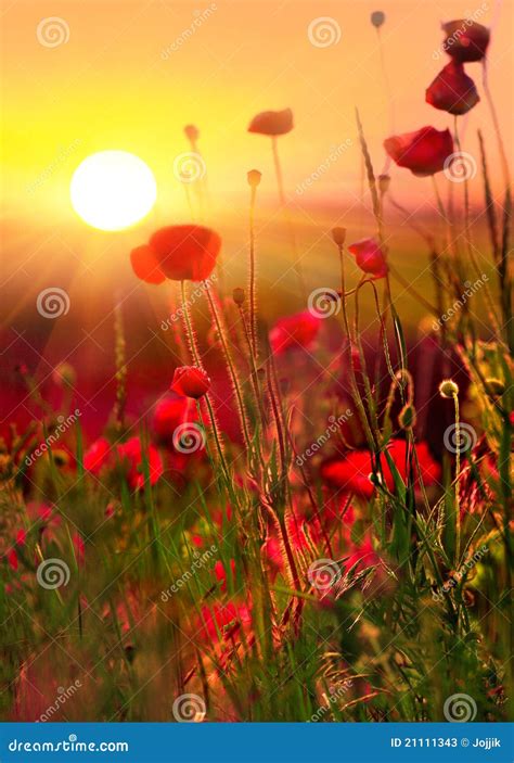 Poppies at sunset stock image. Image of flower, light - 21111343