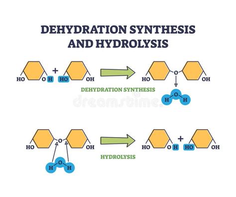 Dehydration Synthesis and Hydrolysis Chemical Process Stages Outline ...