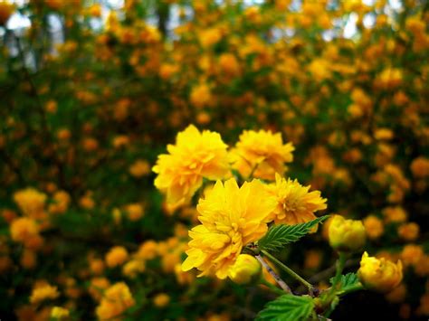 Sunshine Flowers, woods, bright, flowers, yellow, sunshine, HD ...