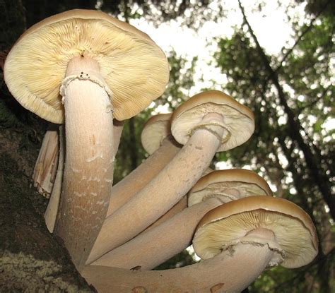 Humongous Fungus: The Largest Living Thing on Earth | Owlcation